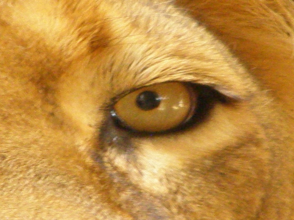 A close-up of a lion's golden-brown iris and black pupil