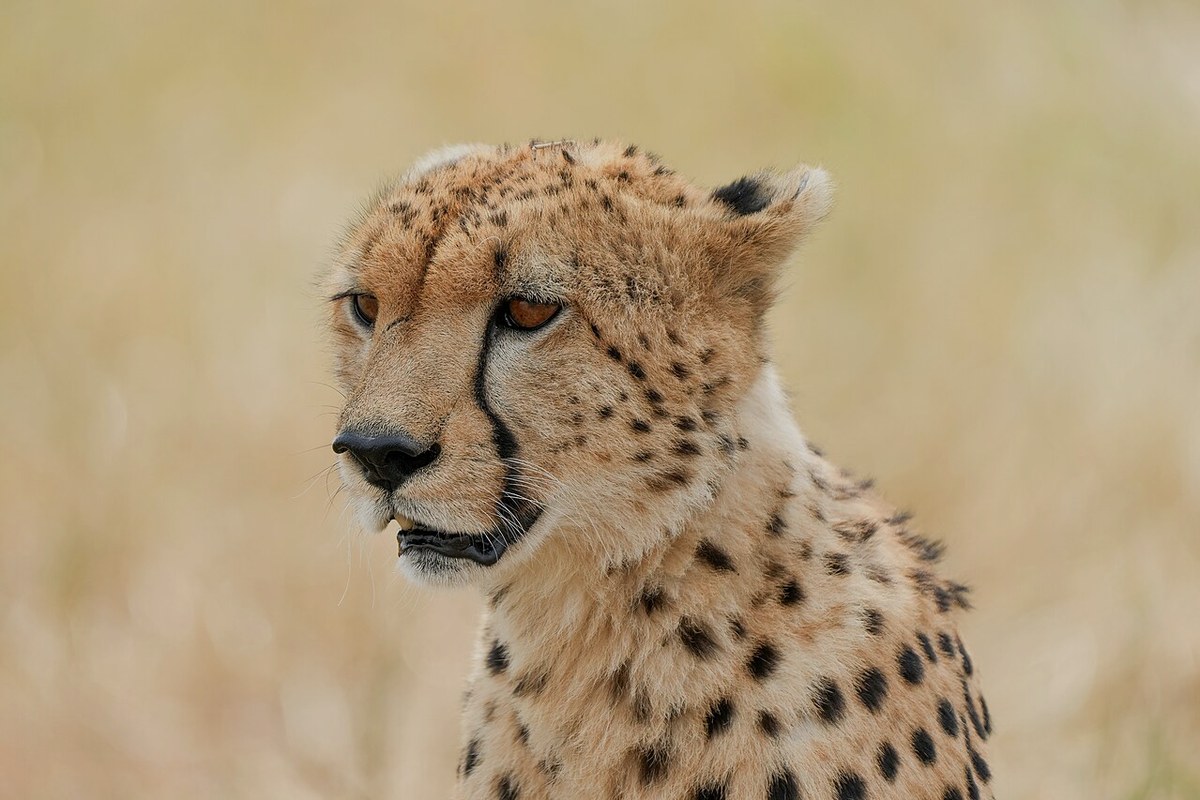 A cheetah in the Serengeti, golden-green irises visible