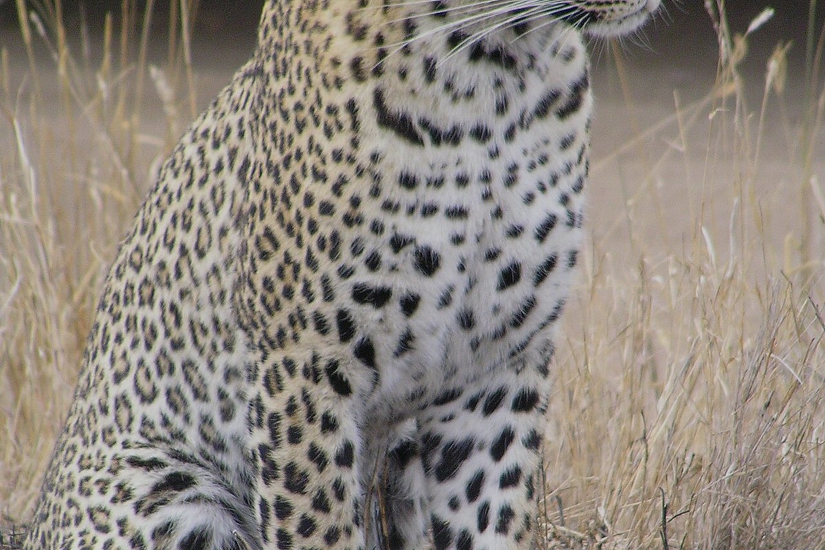 Close-up portrait of an African leopard showing its spotted coat and alert eyes