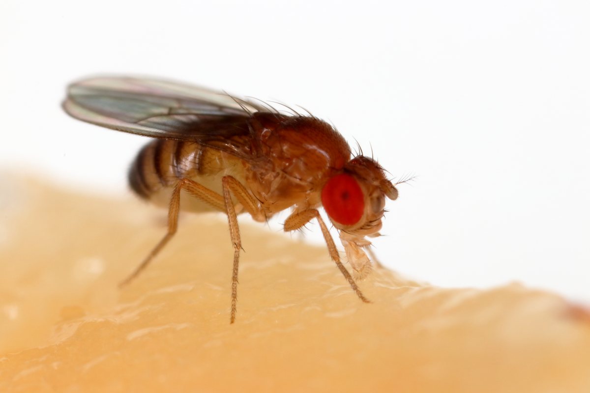 A red-eyed, brown-bodied fruit fly resting on a light-colored piece of fruit