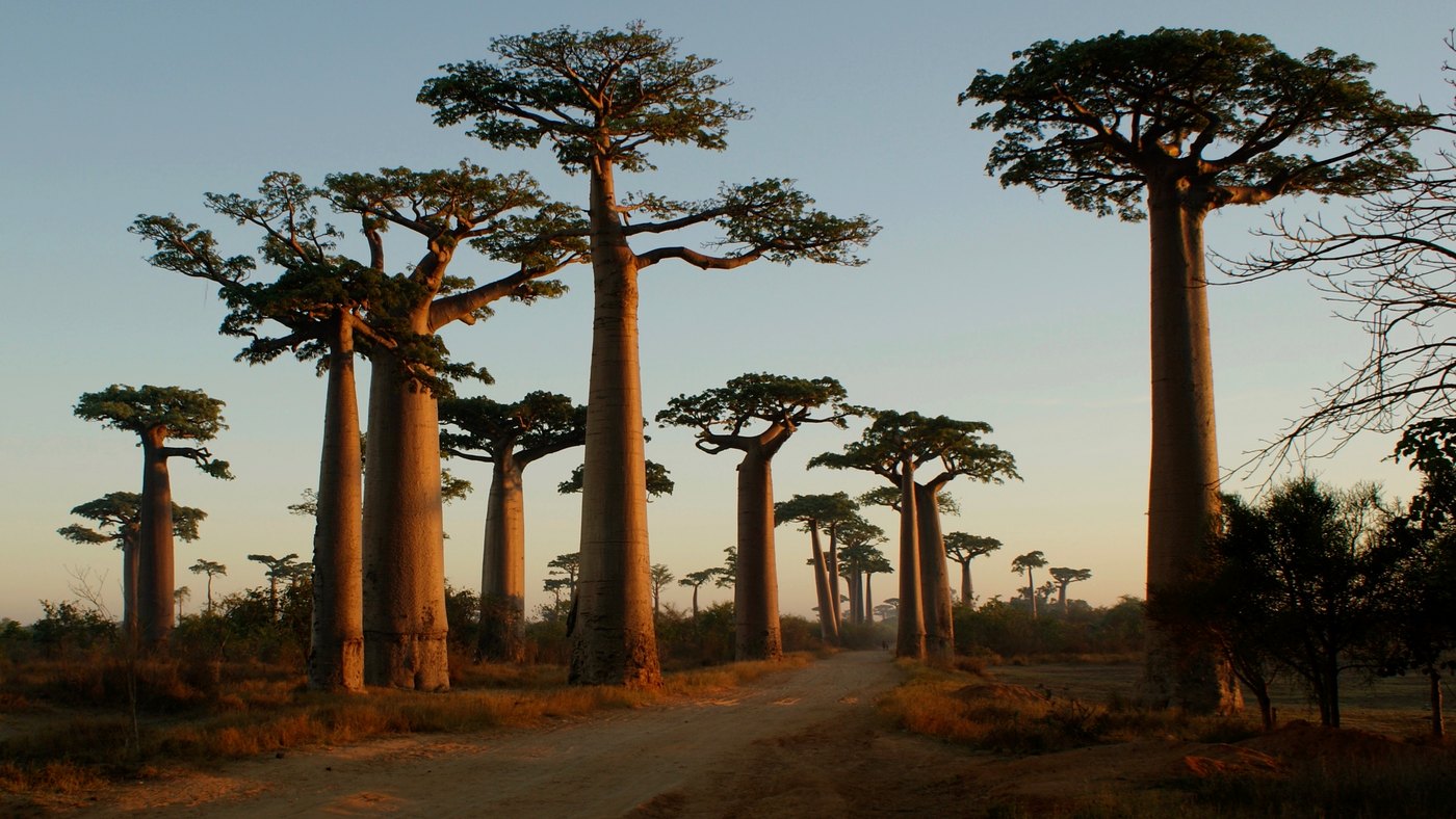 Baobab trees in the Menabe region near Morondava