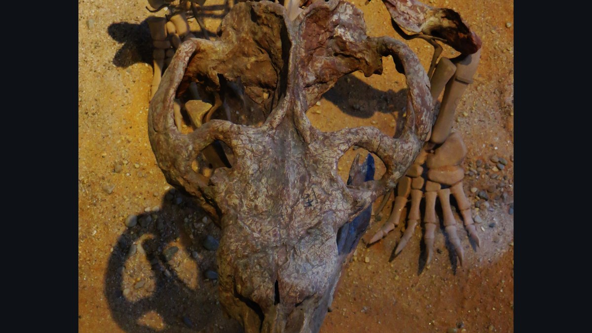 Chiniquodon theotonicus skull fossil