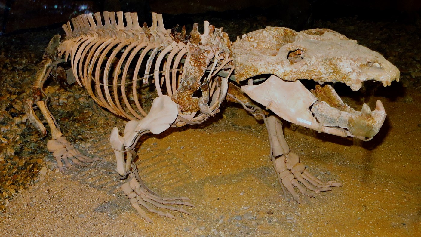 A 236-Million-Year-Old Bone Disruption Suggests Mammals Gave Birth Much Earlier Than Predicted