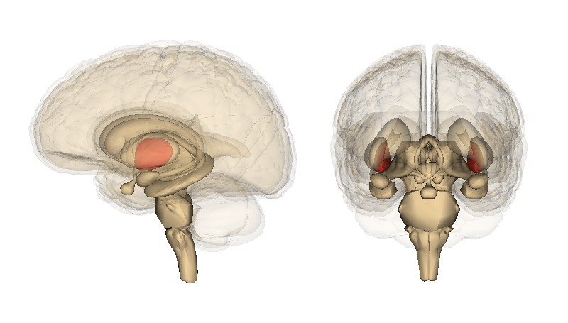 A 3D view of the human brain with the globus pallidus highlighted in red