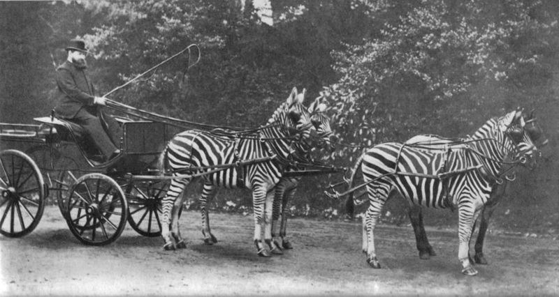 Black and white photograph: Walter Rothschild driving an open carriage pulled by four zebras on a tree-lined road